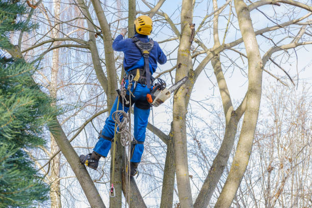 Best Fruit Tree Pruning  in Walnut Grove, GA