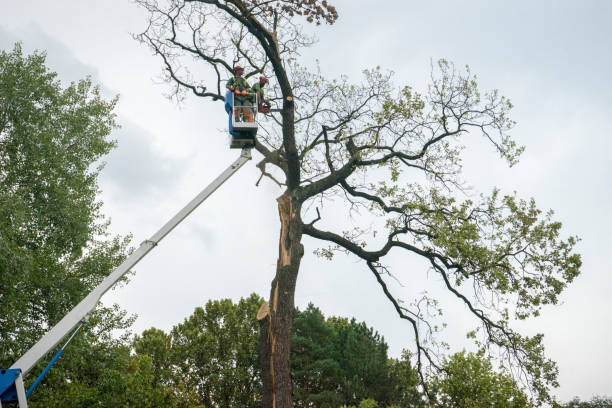  Walnut Grove, GA Tree Care Services Pros