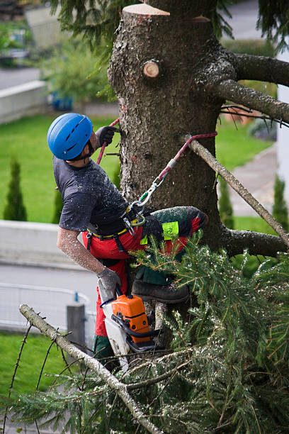 Best Tree Health Inspection  in Walnut Grove, GA