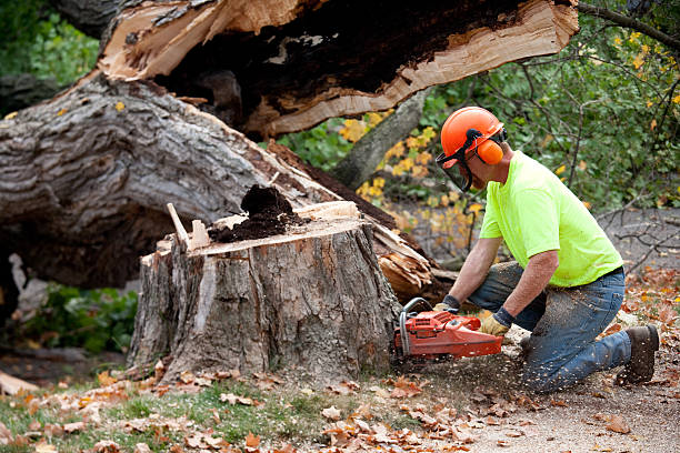 Best Commercial Tree Services  in Walnut Grove, GA